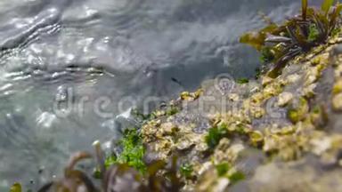 海藻在智利海岸的<strong>潮</strong>汐中跳<strong>舞</strong>，阿尔加罗博